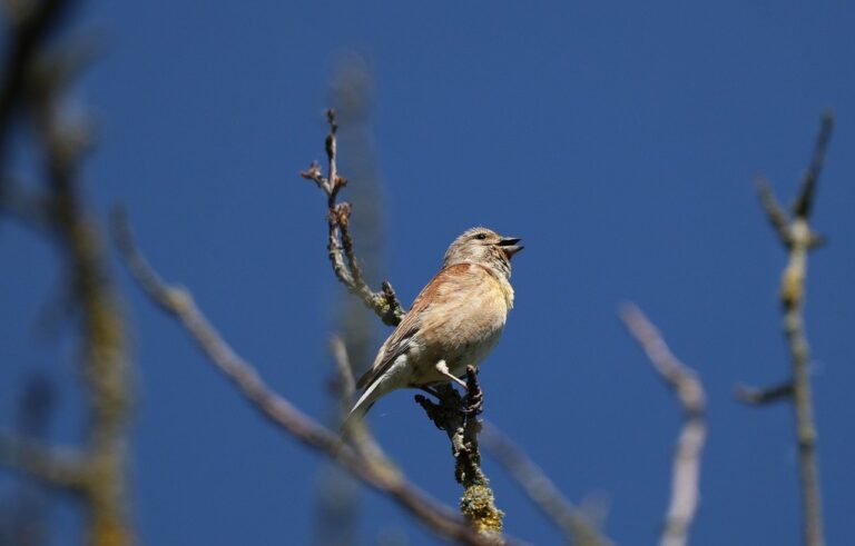 Ethereum falls back, but remains solidly above $2,400