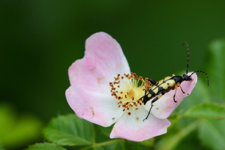 Dogecoin gains support and rises above $0.17