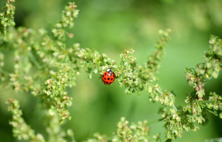 Green Natural Wonders Unveils $30 Trillion Fusion of Tech, Minerals & Cryptos