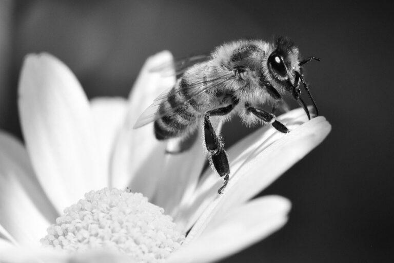 Injective Protocol And INJ Token (INJ): An Interoperable Ecosystem For DeFi And DEXs