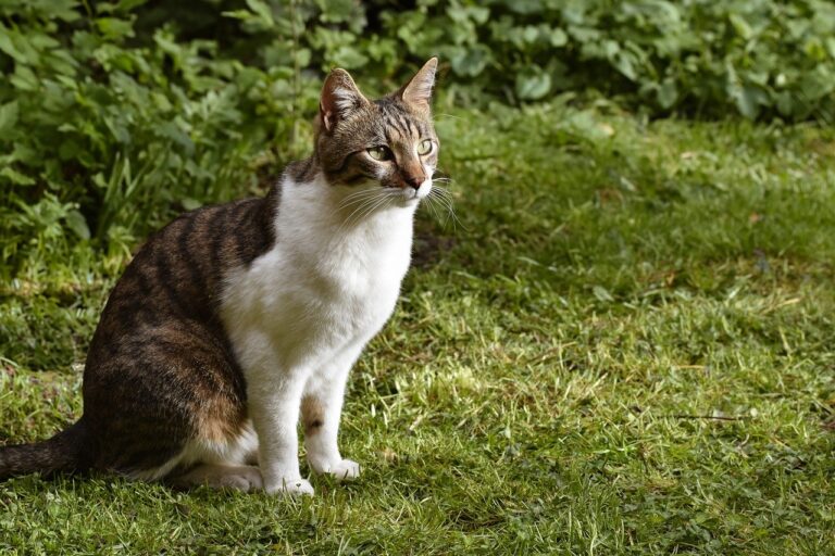 Solana's collapse when he revisits the $140 low