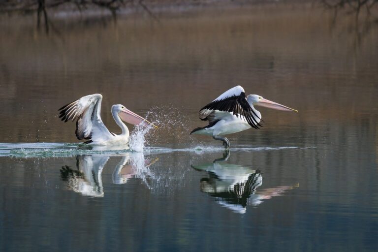 Bloxtel Makes a Novel Contribution to the Field of AI