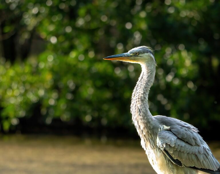 Cardano Holds Above the Important Support Level of $0.50