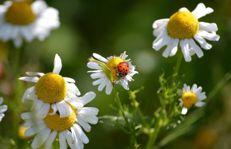 SeedList Launching Institutional Crypto Crowdfunding Project to Empower Retail Investors and Disrupt the VC-Dominated Crypto Fundraising Landscape