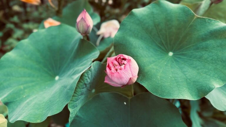 Toncoin's bullish rise threatens the $3.00 barrier