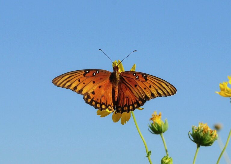 Dogecoins Fluctuate Sideways Below The $0.25 Barrier