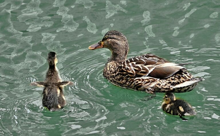 XRP continues to slide towards $2.61