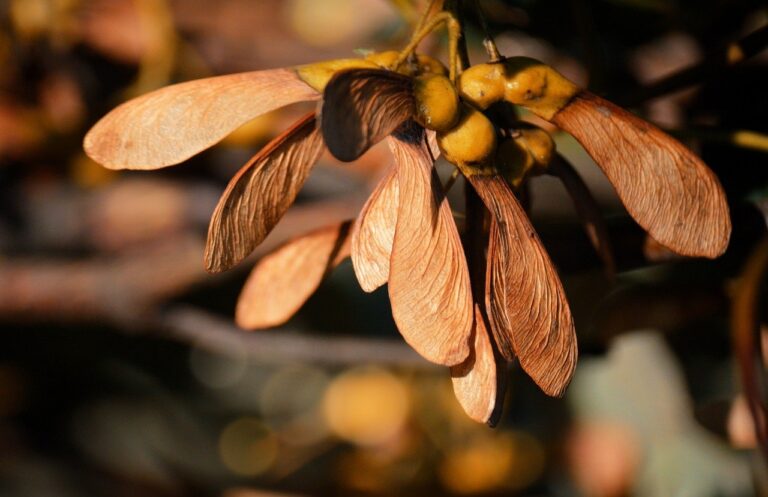 AI Seer Showcasing Its Truth-Checking @ArAIstotle Agent and $FACY at TechCrunch Disrupt and Token2049 at Booths C27 and MB5-9 in San Francisco & Singapore Respectively