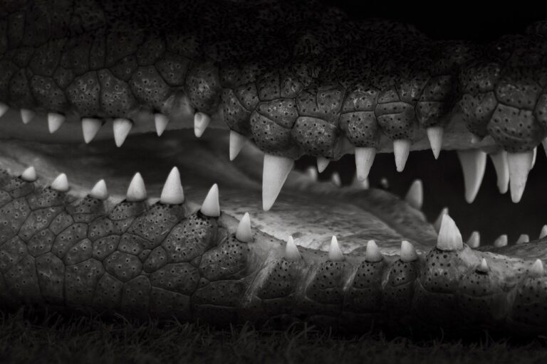 Amplify Digital Launches Next-Gen Web 3 Creator Platform with Embedded Wallets and Payments