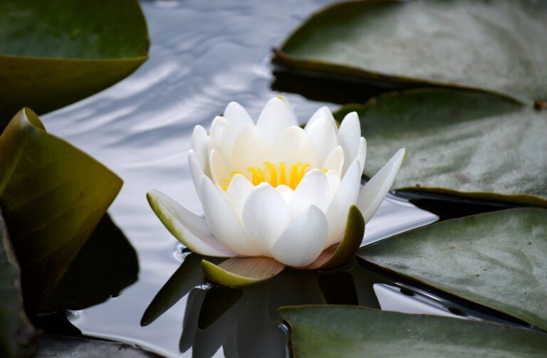 Blockchain Payments v3.1: Stablecoin to Fiat Vendor Payments