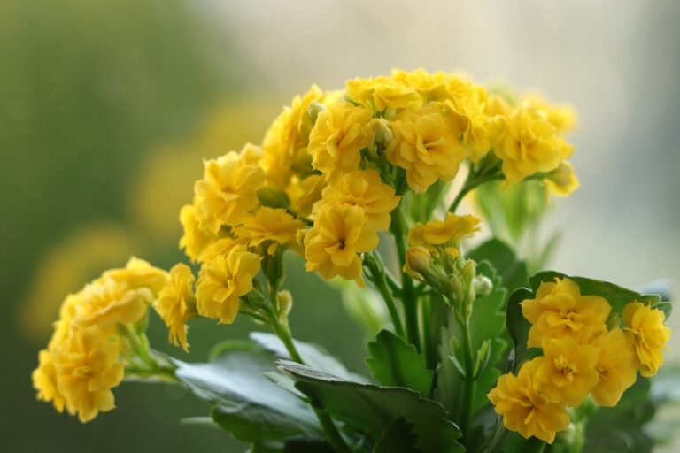 MultiversX - A Blockchain network that is scalable and efficient, with EGLD Token