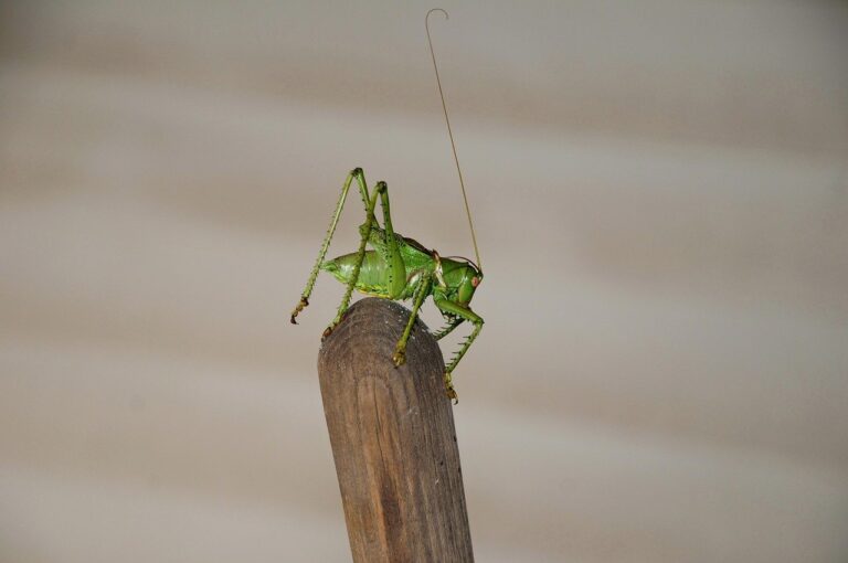 CAT DEFI Introduces a New Asset Yield Arrangement, Drawing Attention to Its Structure and Operational Model