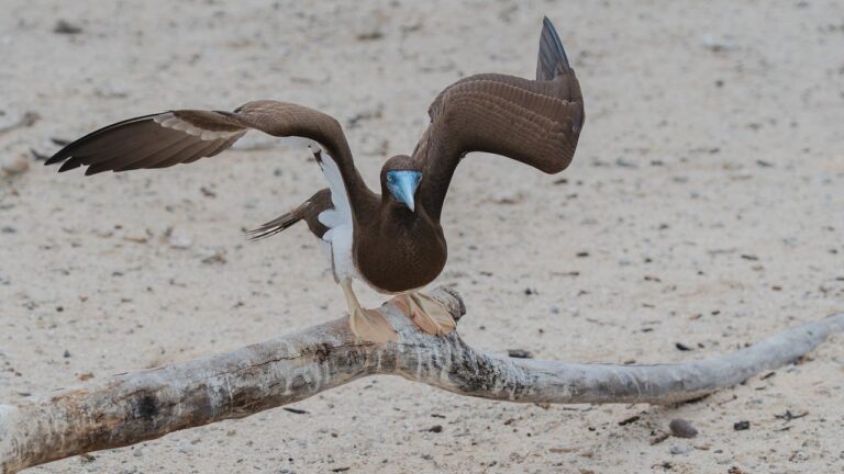 CryptoGuestPosts.com: Dogecoin Stabilizes above the $0.13 Low