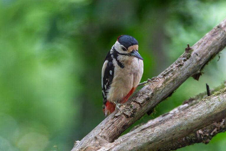 Michigan Startup Giga-Mint Simplifies NFTs for Families and Everyday Collectors