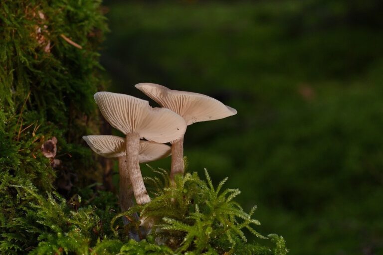 Pyaza Officially Launches: a New Global Platform for Emerging Tech Networking, Events, and B2B Collaboration