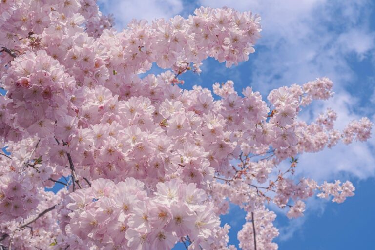 TPT Global Tech Secures European ISIN for Its $40 Million Tokenized Bond Offering Through Luxembourg-Domiciled Securitization Vehicle in Partnership with Realiz