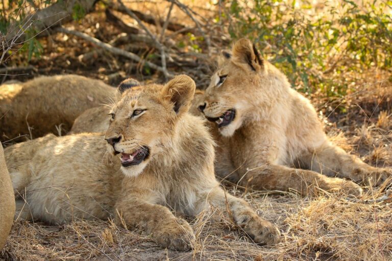 CryptoGuestPosts.com: BNB Rises but Faces a $960 Barrier