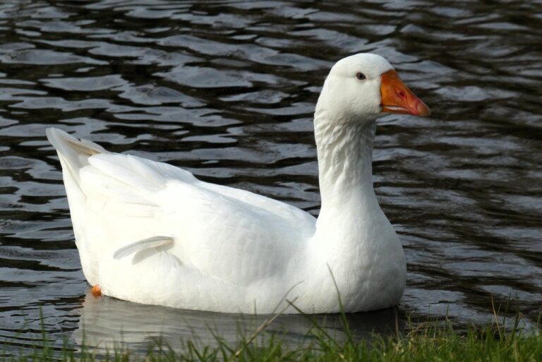 Cobak Token: a native cryptocurrency of the Cobak Platform