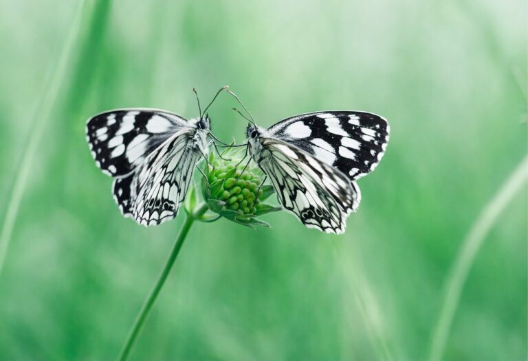 IDAI Launches Real-World Asset Tokenization Initiative: Space Phoenix Systems Partnership Validates Industry-First Integrated Framework for Infrastructure Tokenization