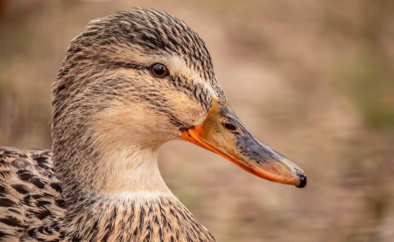 Metaplanet's net loss is $619 million after the Tokyo Turtle's shell cracks