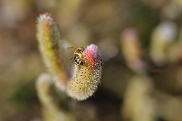 Conflux Capital Launches Next-Generation Quantitative Strategy Platform to Expand Digital Asset Value Growth Paths