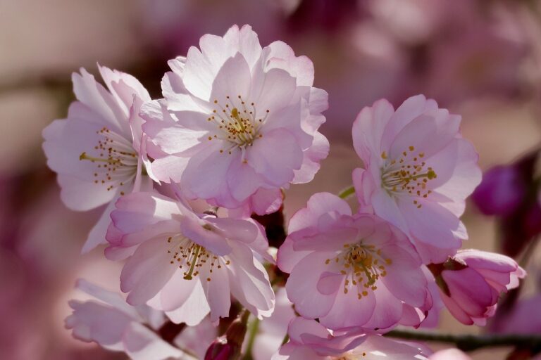 CryptoGuestPosts - DOGE slips above $0.092