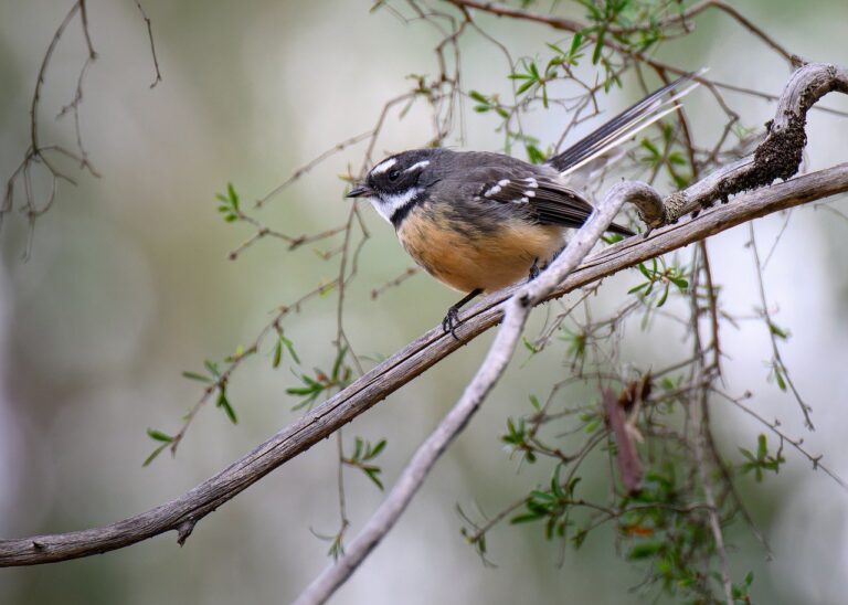 SaintQuant Launches AI-Powered Crypto Trading Bot Platform