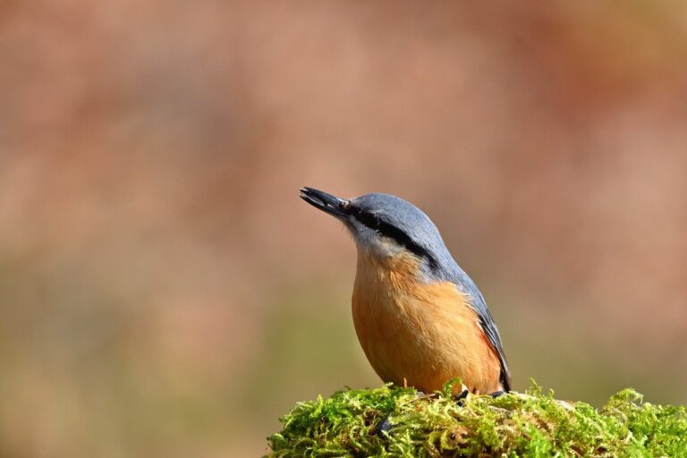 Web Marketing Association Launches Search for Best Technology Websites of 2026