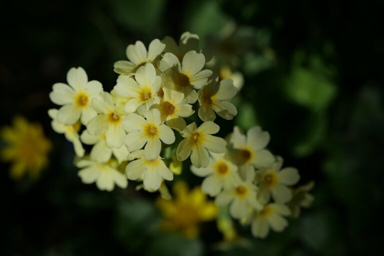 Mastercard and Western Union Onboard Solana