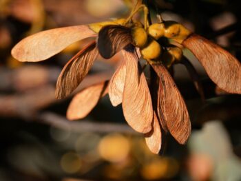 AI Seer Showcasing Its Truth-Checking @ArAIstotle Agent and $FACY at TechCrunch Disrupt and Token2049 at Booths C27 and MB5-9 in San Francisco & Singapore Respectively
