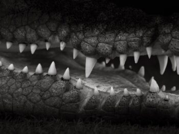 Amplify Digital Launches Next-Gen Web 3 Creator Platform with Embedded Wallets and Payments