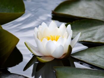 Blockchain Payments v3.1: Stablecoin to Fiat Vendor Payments