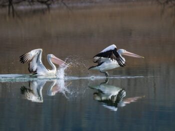 Bloxtel Makes a Novel Contribution to the Field of AI