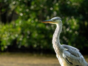 Cardano Holds Above the Important Support Level of $0.50