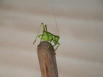 CAT DEFI Introduces a New Asset Yield Arrangement, Drawing Attention to Its Structure and Operational Model