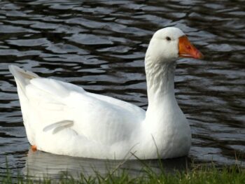 Cobak Token: a native cryptocurrency of the Cobak Platform