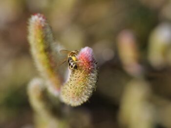 Conflux Capital Launches Next-Generation Quantitative Strategy Platform to Expand Digital Asset Value Growth Paths