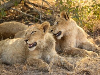 CryptoGuestPosts.com: BNB Rises but Faces a $960 Barrier