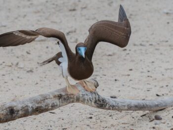 CryptoGuestPosts.com: Dogecoin Stabilizes above the $0.13 Low