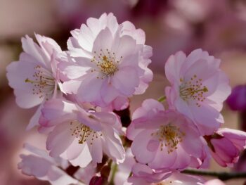 CryptoGuestPosts - DOGE slips above $0.092