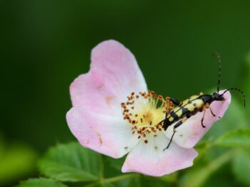 Dogecoin gains support and rises above $0.17