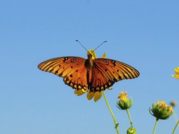 Dogecoins Fluctuate Sideways Below The $0.25 Barrier