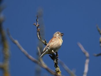 Ethereum falls back, but remains solidly above $2,400