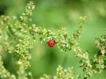 Green Natural Wonders Unveils $30 Trillion Fusion of Tech, Minerals & Cryptos