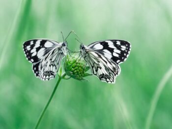 IDAI Launches Real-World Asset Tokenization Initiative: Space Phoenix Systems Partnership Validates Industry-First Integrated Framework for Infrastructure Tokenization