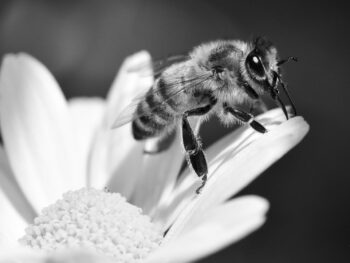 Injective Protocol And INJ Token (INJ): An Interoperable Ecosystem For DeFi And DEXs