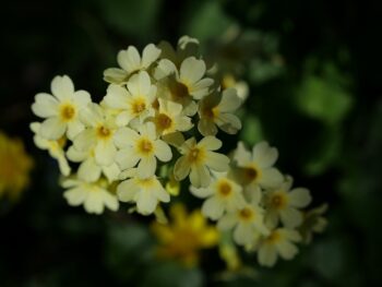 Mastercard and Western Union Onboard Solana