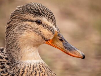 Metaplanet's net loss is $619 million after the Tokyo Turtle's shell cracks