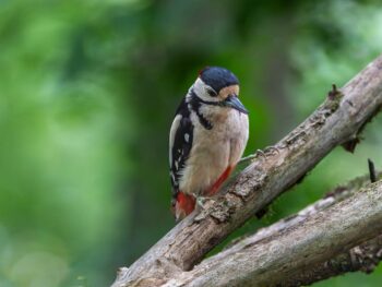 Michigan Startup Giga-Mint Simplifies NFTs for Families and Everyday Collectors