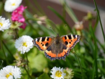 MPCVault Launches Instant Stablecoin-to-Fiat Off-Ramping